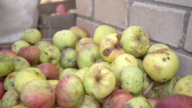 Eldivenli eller ahşap bir kutuda toplanan elmaları alır. Buruşuk, olgun, kirli, kırılmış meyve. Hasat et. organik meyve. Elma yetiştiriciliği. Yeni seçilmiş, sulu, seçici. Bahçıvanlık. organik gıda