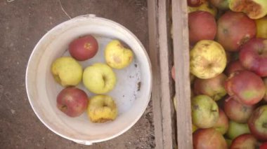 Yakın çekim eller elmaları tahta bir kutudan beyaz bir kovaya taşır. Çiftçilik yapıyorum. Tahta kutu kırmızı, olgun, taze toplanmış, sulu, seçici meyvelerle dolu. Hasat topluyor. Bahçıvanlık. Organik gıda 4K