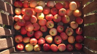 Büyük ahşap kutu taze toplanmış kırmızı ve yeşil elmalar dışarıda. Hasat. Forklift kamyoneti depo için kutuları depoya aktarıyor. Meyve vitamini. Çiğ vejetaryen sağlıklı gıda konsepti 4k
