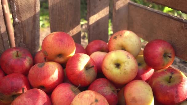 Handskar tar röda och gröna äpplen som samlas i en trälåda. Rumpad mogen, smutsig, trasig frukt. Skörda. ekologisk frukt. Äppelodling. Nyplockad, saftig, selektiv. Trädgårdsarbete. ekologiskt livsmedel 4k — Stockvideo