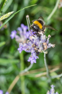 Polonya 'da yaban arısı (yaban arısı, yaban arısı, ya da arı).