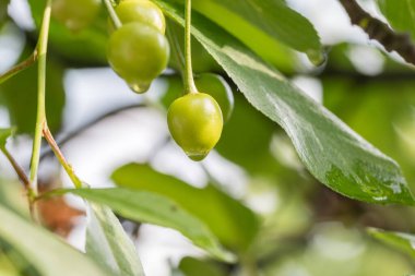 Olgunlaşmamış yeşil kiraz yağmurdan sonra. Yeşil kiraz.