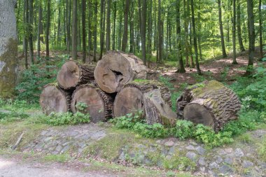 Ağaçların ve ağaç kabuklarının testere kütükleri.
