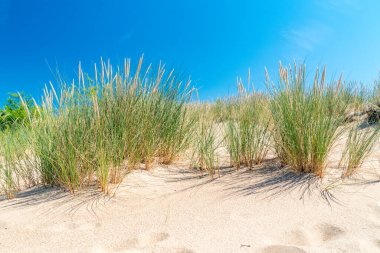 Ammophila arenası kumsalda büyüyor..
