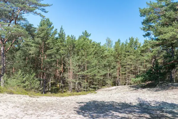 Wald Auf Der Halbinsel Hel Zur Sommerzeit Polen — Stockfoto