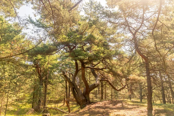 Touristenattraktion Zauberkiefer Magiczna Sosna Wald Auf Der Halbinsel Hel — Stockfoto