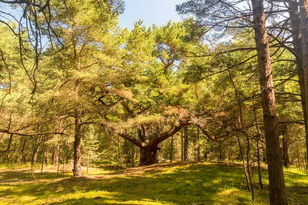 Hel Yarımadasında Yaz Zamanı Sihirli Çam — Stok fotoğraf