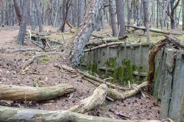 Hel Fortification Forest — Stock Photo, Image