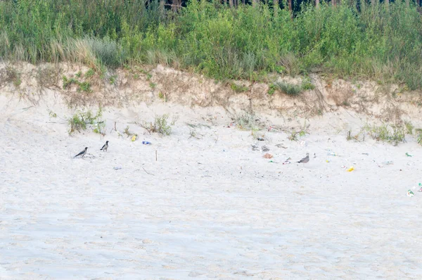 Птицы Среди Мусора Пляже Балтийского Моря — стоковое фото