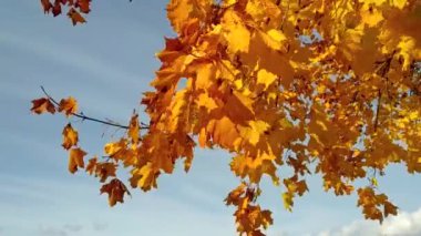 Sonbaharda bir akçaağacın kuru portakal yaprakları.