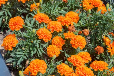 Tagetes Tarlası Patula Çiçekleri, Turuncu Kadife Çiçekleri.