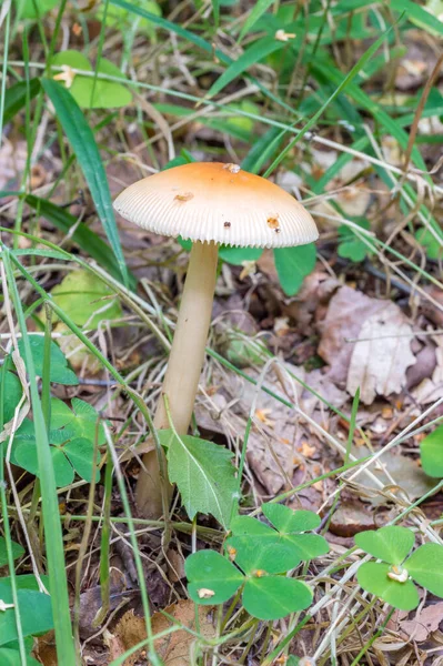 Amanita Fulva Обычно Называемая Тонкой Гризеткой Оранжево Коричневой Безкольцевой Аманитой — стоковое фото