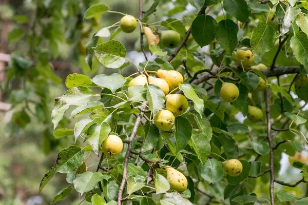 Dallarda yabani armut meyveleri.