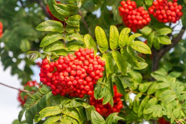 Kırmızı rowan çileği kümesi. Ağaç dalında yeşil yapraklı kırmızı kızılcık kümesi.