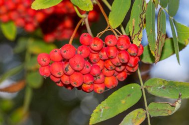 Yapraklı bir dalın üzerinde küçük kırmızı meyve salkımları..