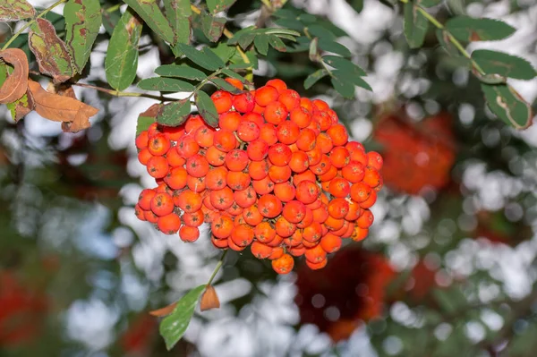 赤熟した果実の束とナナカマドの枝 — ストック写真