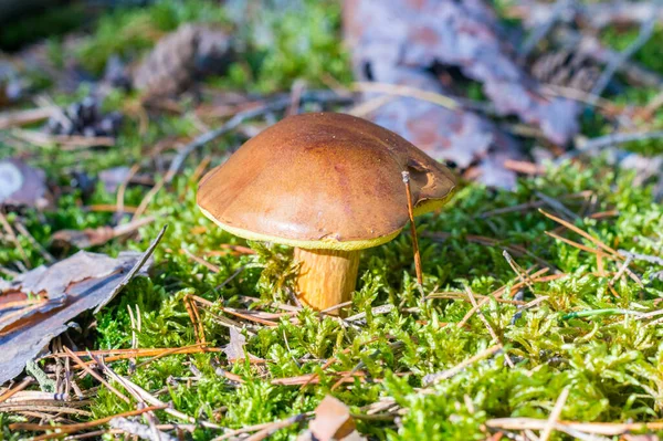 Bay Bolete Mushroom Imleria Badia Boletus Badius Xerocomus Badius — Stockfoto