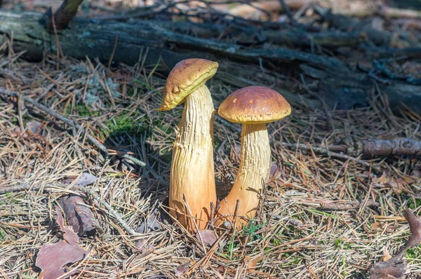 Two Aureoboletus Projectellus Mushroom Fungus Polish Forest — стоковое фото