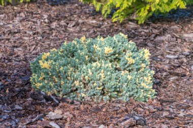 Juniperus squamata Floreant. Juniperus squamata, (veya Himalaya ardıcı) Himalayalar ve Çin 'e özgü bir kozalaklı çalı türüdür..