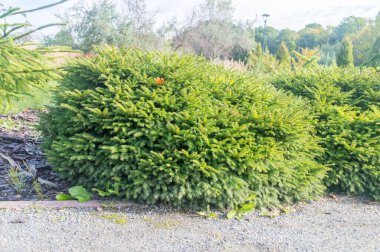 Picea Nidiforis 'e dayanır. Picea abies, the Norveç ladin ya da Avrupa ladin ağacı.