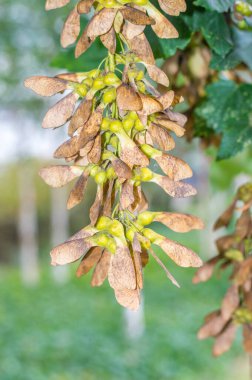 Sonbahar mevsiminde akçaağaç kanatlı meyve ve tohumları.
