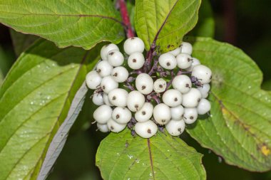 Beyaz kızılcık, Randia Aculeata bahçede.