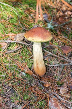 Aureoboletus projektellus kozalaklı bir ormanda yetişir..