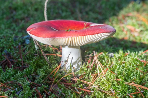 Red Poison Mushroom Forest Fly Agaric Amanita — стоковое фото