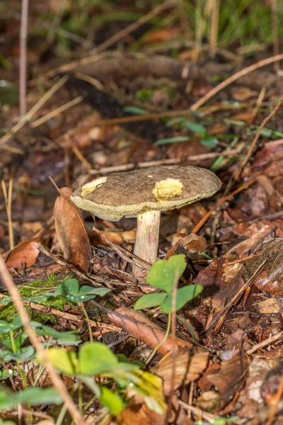 Fungus Xerocomus Subtomentosus Polish Forest — стоковое фото
