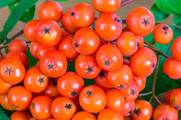 Gros Plan Sur Les Fruits Baies Rowan Frêne Des Montagnes — Photo