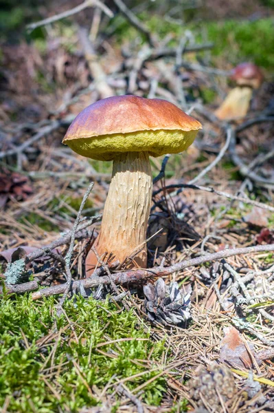 Fruit Body Bolete Fungus Boletus Projectellus Murrill Murrill Specimen Collected — стоковое фото