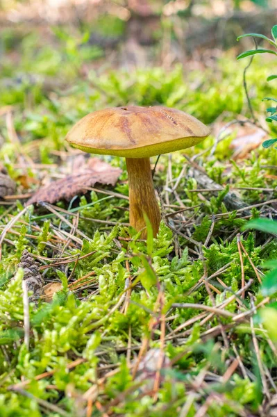 Imleria Badia Bay Bolete Edible Pored Mushroom — стоковое фото