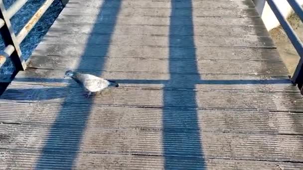 Taubenwanderung Auf Der Brücke Winter — Stockvideo