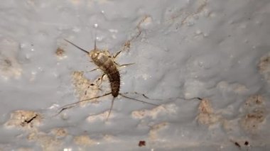 Gümüş balık (Lepisma saccharinum) duvarda. Küçük, ilkel, kanadı olmayan Zygentoma cinsi böcekler..