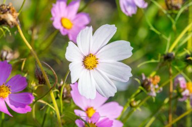 Kozmos bipinnatus beyaz çiçek. Kozmos bipinnatus 'un makro fotoğrafı, yaygın olarak bahçe kozmosu ya da Meksika paskalyası olarak bilinir..