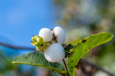 Symphoricarpos albusunun beyaz meyvelerinin makro fotoğrafı.