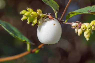 Senforicarpos albus laevigatus beyaz böğürtlenlerinin makro fotoğrafı.