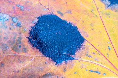 Akçaağaç yaprağındaki makro fotoğraf, Rhytisma acerinum adlı bir mantarın sebep olduğu siyah bir leke..