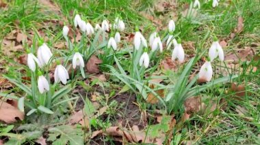 Galanthus nivalis, kardelen veya ortak kardelen.