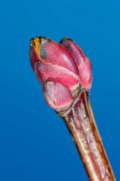 Macro Foto Brotes Acer Platanoides Deborah —  Fotos de Stock