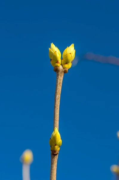 注射器のバルガリス ライラックの芽のマクロ写真 — ストック写真