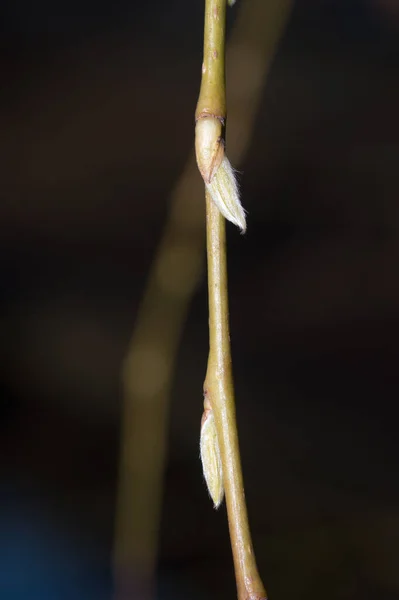 Деталь Ветви Salix Sepulcralis Chrysocoma Бутонами — стоковое фото