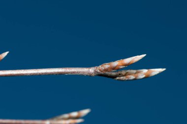 Fagus sylvatica 'nın tomurcuklanmasının makro fotoğrafı, Avrupa kayın ya da ortak kayın.
