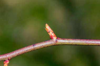 Rosa Canina 'nın tomurcuklarıyla dolu Macro fotoğrafı (köpek gülü).