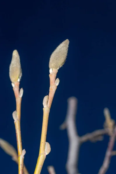 Pączek Magnolii Niebieskim Tle Makrofotografia Pączka Magnolii Okresie Wiosennym — Zdjęcie stockowe