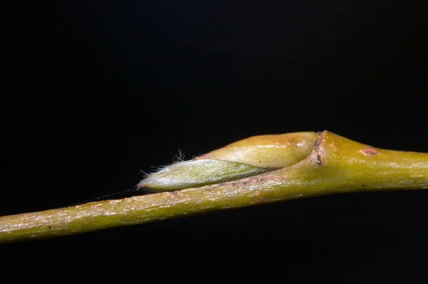 Макрофото Бутонов Salix Sepulcralis Chrysocoma — стоковое фото