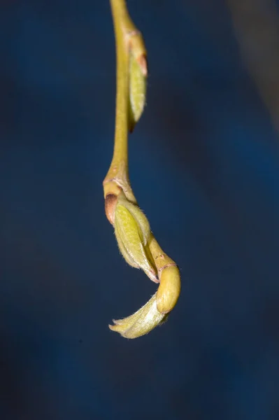 Κοντινό Πλάνο Στο Τέλος Του Κλαδιού Golden Willow Μπουμπούκια — Φωτογραφία Αρχείου