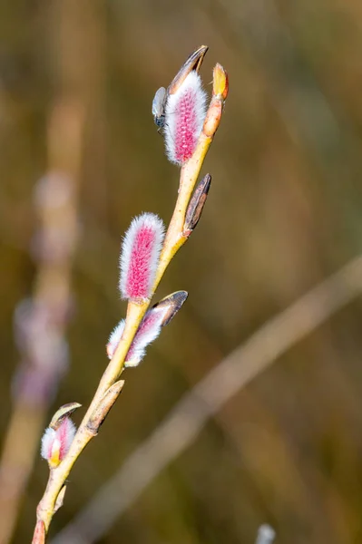 Pink Pussy Willow Salix Gracilistyla Mount Aso — 스톡 사진