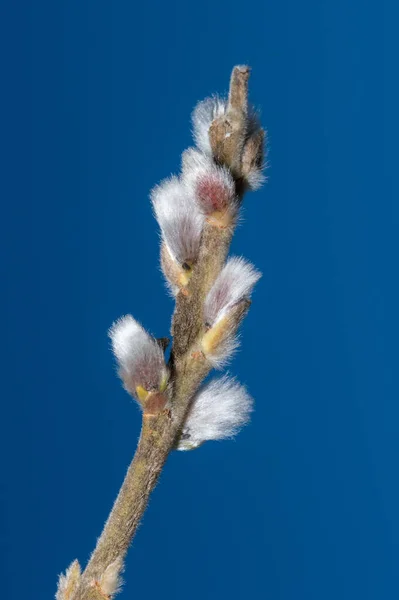 Cerca Las Calabazas Macro Foto Catkins — Foto de Stock