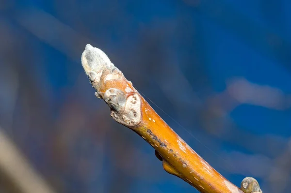 Szoros Kép Juglans Regia Perzsa Dió Rügyéről — Stock Fotó